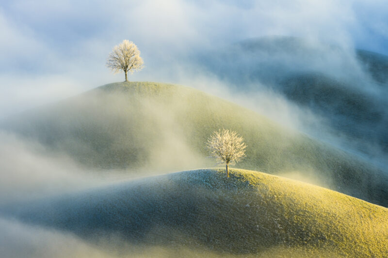 Zwei Linden stehen auf geschwungenen Hügeln, während Nebel darüberzieht und direktes Sonnenlicht die Landschaft beleuchtet.