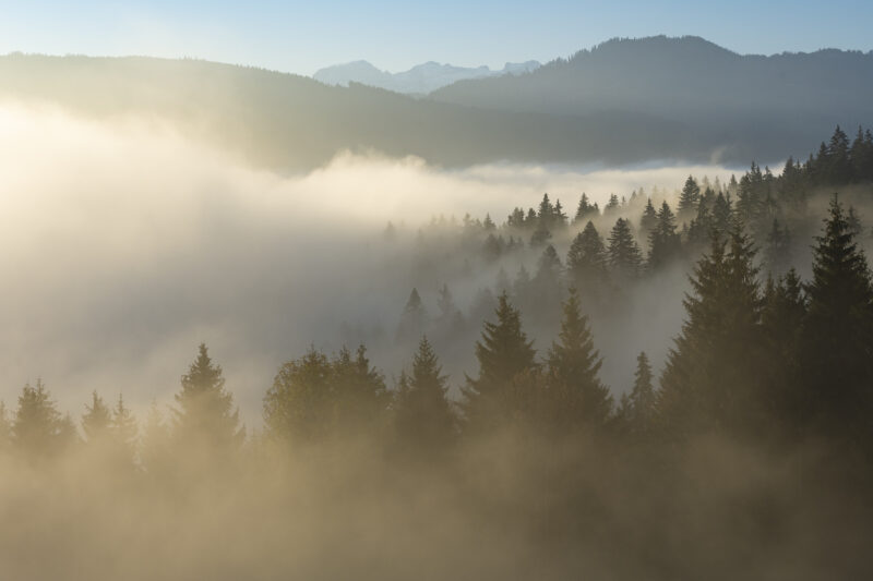 Morgennebel zieht durch die bewaldeten Hügel der Zentralschweiz, während warmes Sonnenlicht die Baumgruppen durchleuchtet.