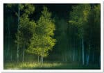 Fotokarte, Grusskarte, Schweiz, A5, Natur, Fotografie, Kunst, Weihnachtskarte, Weihnachtsmotive