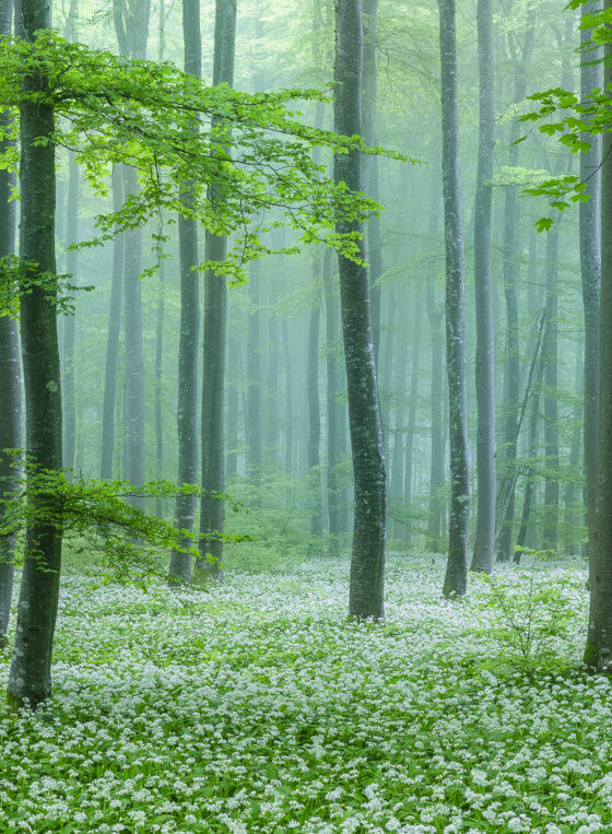 Bärlauchwald, Nebel, Frühling, Schweiz, Naturfotografie, Fotografie, Fine Art, Landschaftsfotografie, Wandbild, Portraitfotografie.Dieses wunderschöne Frühling-Wandbild zeigt den Bärlauch-Wald in der Schweiz, umhüllt von leichtem Nebel und voller blühender Bärlauch-Blüten. Ein echtes Highlight für Liebhaber von Naturfotografie und hochwertige Fine-Art-Prints. Ideal für Menschen, die Fotokurse besuchen oder ihre Sammlung mit einzigartigen Naturmotiven erweitern wollen