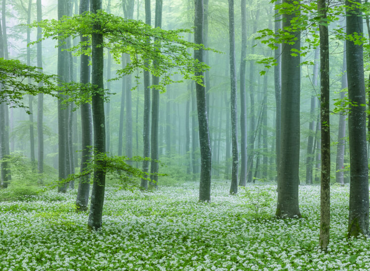 Bärlauchwald, Nebel, Frühling, Schweiz, Naturfotografie, Fotografie, Fine Art, Landschaftsfotografie, Wandbild, Portraitfotografie.Dieses wunderschöne Frühling-Wandbild zeigt den Bärlauch-Wald in der Schweiz, umhüllt von leichtem Nebel und voller blühender Bärlauch-Blüten. Ein echtes Highlight für Liebhaber von Naturfotografie und hochwertige Fine-Art-Prints. Ideal für Menschen, die Fotokurse besuchen oder ihre Sammlung mit einzigartigen Naturmotiven erweitern wollen