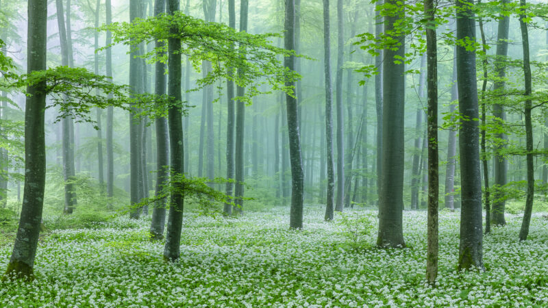 Bärlauchwald, Nebel, Frühling, Schweiz, Naturfotografie, Fotografie, Fine Art, Landschaftsfotografie, Wandbild, Portraitfotografie.Dieses wunderschöne Frühling-Wandbild zeigt den Bärlauch-Wald in der Schweiz, umhüllt von leichtem Nebel und voller blühender Bärlauch-Blüten. Ein echtes Highlight für Liebhaber von Naturfotografie und hochwertige Fine-Art-Prints. Ideal für Menschen, die Fotokurse besuchen oder ihre Sammlung mit einzigartigen Naturmotiven erweitern wollen