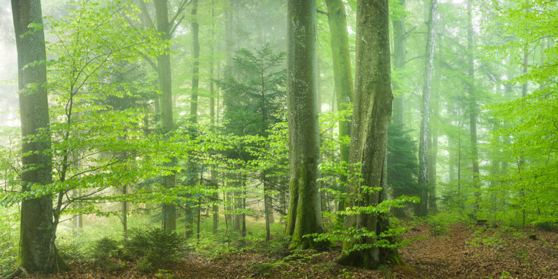 Frühlingsgrüner Wald im Zürcher Oberland mit frischem Buchenlaub, leichtem Nebel und warmem Gegenlicht über dem braunroten Waldboden.