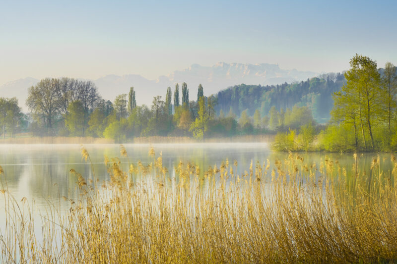 Frühlingsmorgen am Greifensee im Zürcher Oberland mit Schilf, leichtem Nebel, frischem Grün und den verschneiten Alpen im Hintergrund.