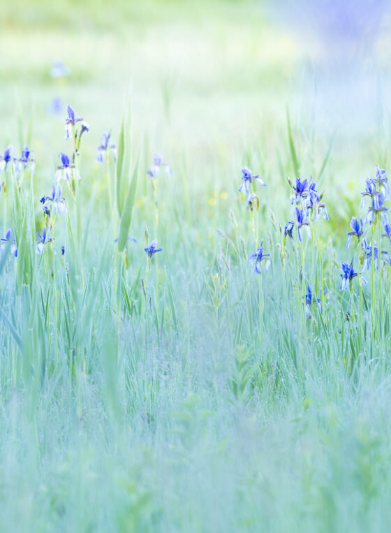 Iris sibirica, Naturfotografie, Fine Art, Wandbild, Blumen, Schweiz, Naturkunst, Frühling, Morgenstimmung, Naturschutz, Sibirische Schwertlilie, Naturfotografie für Unternehmen Schweiz, Wandbilder für Banken, Naturbilder für Kliniken, professionelle Naturfotografie Tourismus.