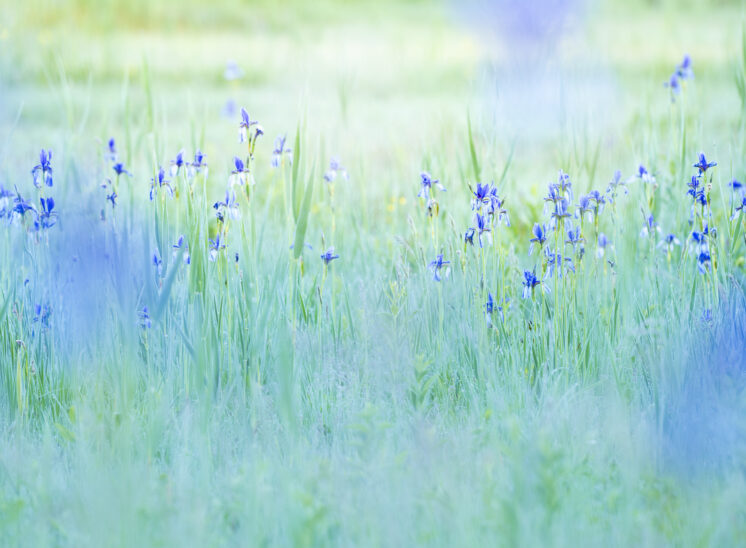 Iris sibirica, Naturfotografie, Fine Art, Wandbild, Blumen, Schweiz, Naturkunst, Frühling, Morgenstimmung, Naturschutz, Sibirische Schwertlilie, Naturfotografie für Unternehmen Schweiz, Wandbilder für Banken, Naturbilder für Kliniken, professionelle Naturfotografie Tourismus.
