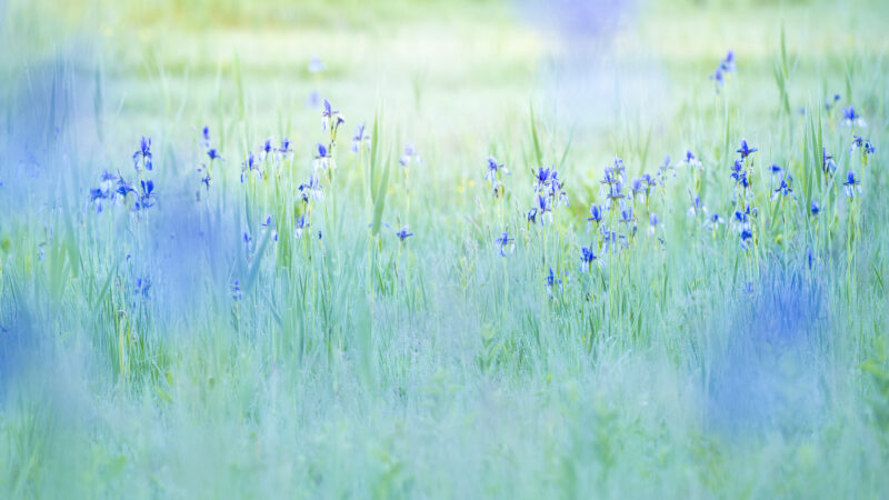 Iris sibirica, Naturfotografie, Fine Art, Wandbild, Blumen, Schweiz, Naturkunst, Frühling, Morgenstimmung, Naturschutz, Sibirische Schwertlilie, Naturfotografie für Unternehmen Schweiz, Wandbilder für Banken, Naturbilder für Kliniken, professionelle Naturfotografie Tourismus.