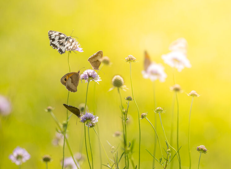 Makrofotografie, Schachbrettfalter, Grosses Ochsenauge, Blumen, Sonnenlicht, Sonnenuntergang, Zürcher-Oberland, Wandbild, Naturfotografie für Kinder, Naturfotografie, Insekten, Schweiz