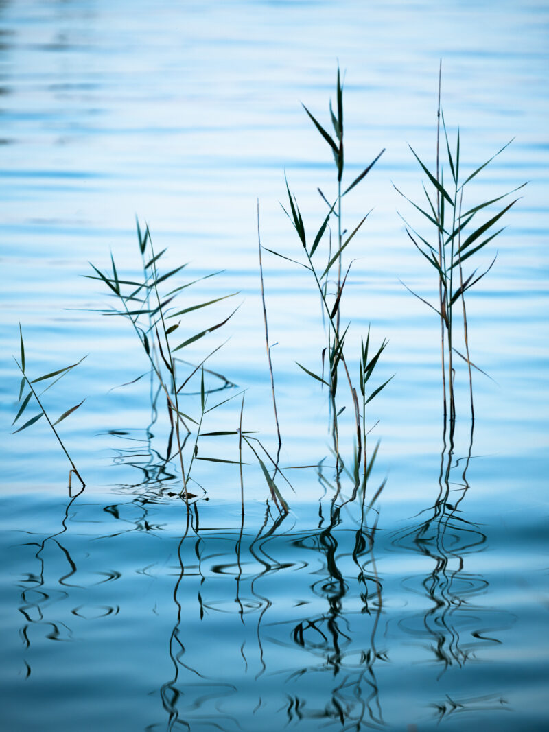 Einzelne Schilfhalme in blauem Wasser, deren Spiegelungen durch kleine Wellen in geschwungene Linien verwandelt werden.