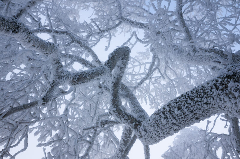 Von Raureif überzogene Äste eines Baumes, aus unmittelbarer Nähe direkt von unten fotografiert und als grafische Linien angeordnet.