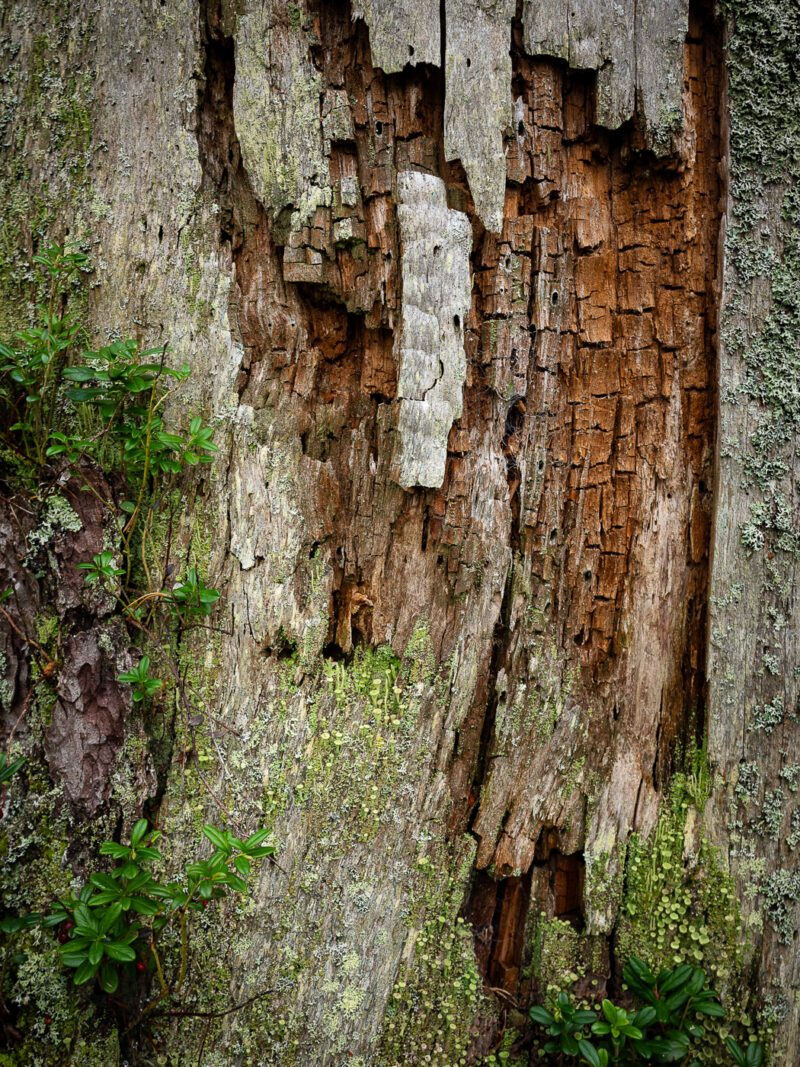 Detail eines alten, verwitternden Baumstamms mit freigelegtem braunem Holz, grauer Rinde, Flechten und jungen grünen Pflanzen.