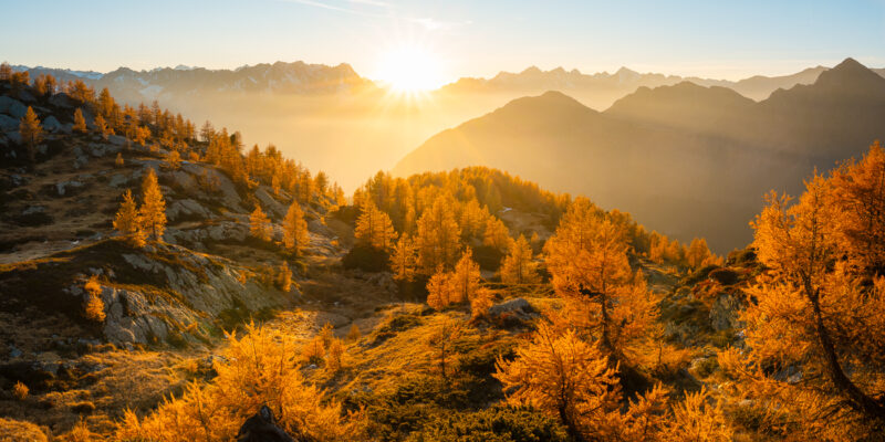 Goldgelber Lärchenwald im Herbst in den Schweizer Alpen, von tiefem Sonnenlicht beleuchtet, mit aufziehendem Dunst vor den Bergketten.