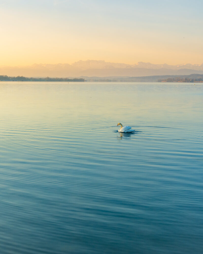 Ein einzelner Schwan schwimmt am frühen Morgen über den ruhigen Greifensee, im Hintergrund zeichnen sich die Alpen im warmen Licht ab.