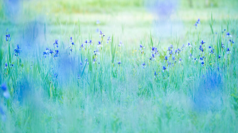 Wilde Sibirische Schwertlilien in einer feuchten Wiese im weichen Morgenlicht und Nebel, fotografiert mit geringer Schärfentiefe.