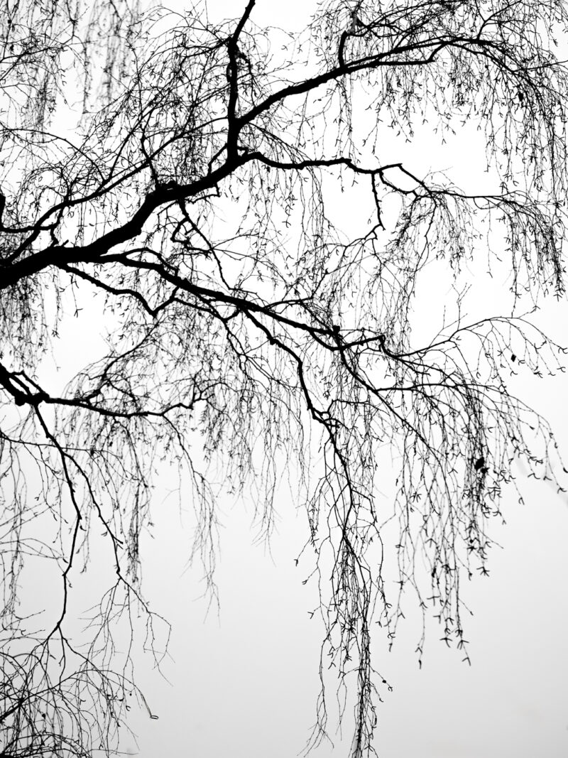 Feine herabhängende Äste einer Birke zeichnen sich vor einem durch Nebel nahezu unsichtbaren See ab.
