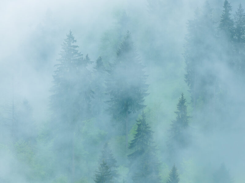 Tiefhängende Wolken ziehen durch einen Bergwald im Zürcher Oberland und lassen die Landschaft wie gemalt erscheinen.