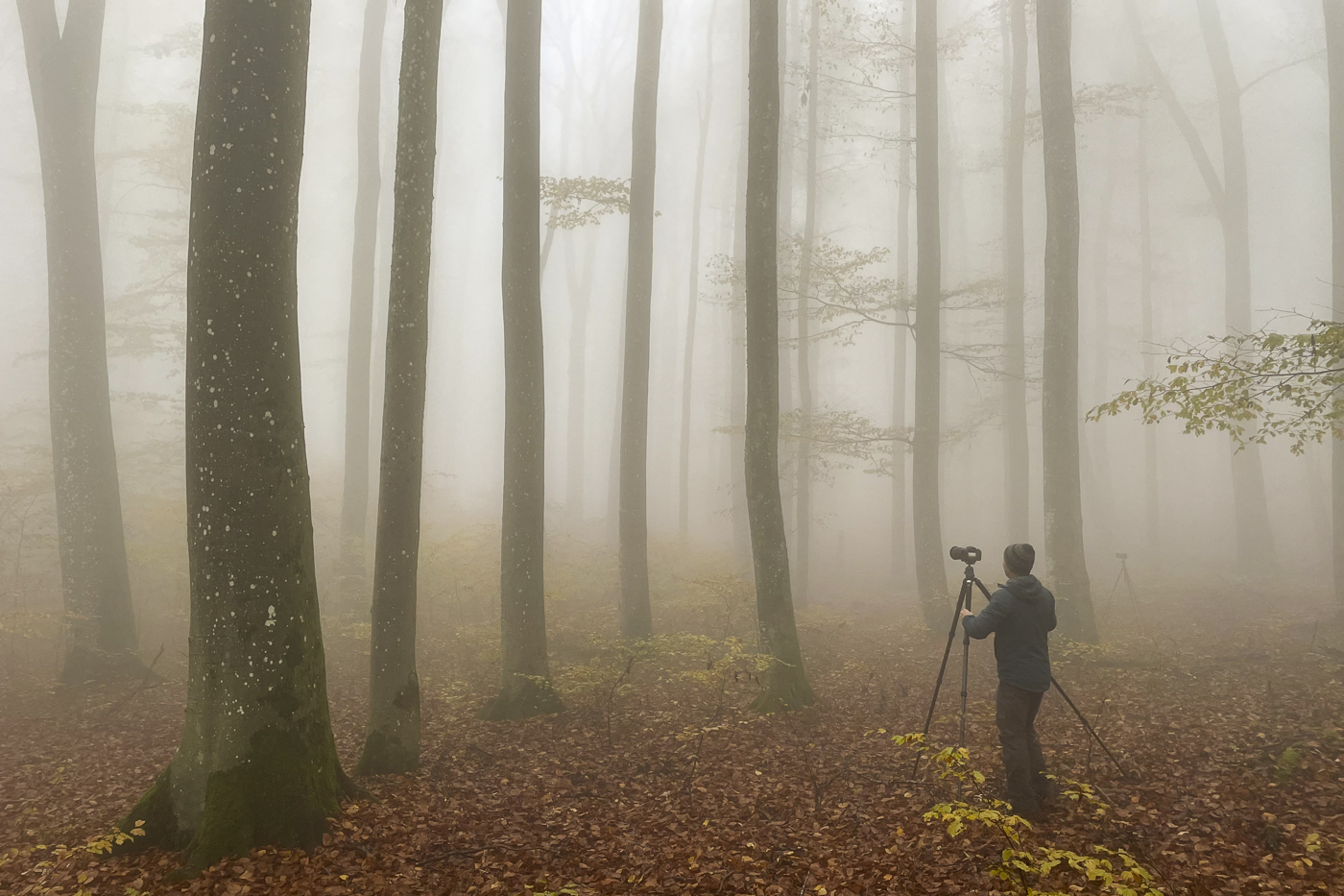 Fotograf mit Kamera und Stativ in einem nebligen Schweizer Herbstwald