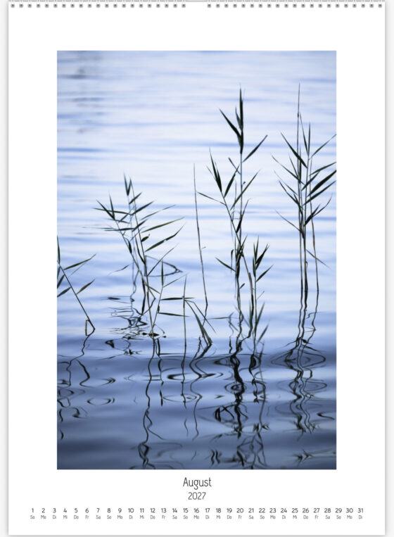 Schilfhalme über blauem Wasser, deren Spiegelungen durch kleine Wellen in geschwungene Linien verwandelt werden.