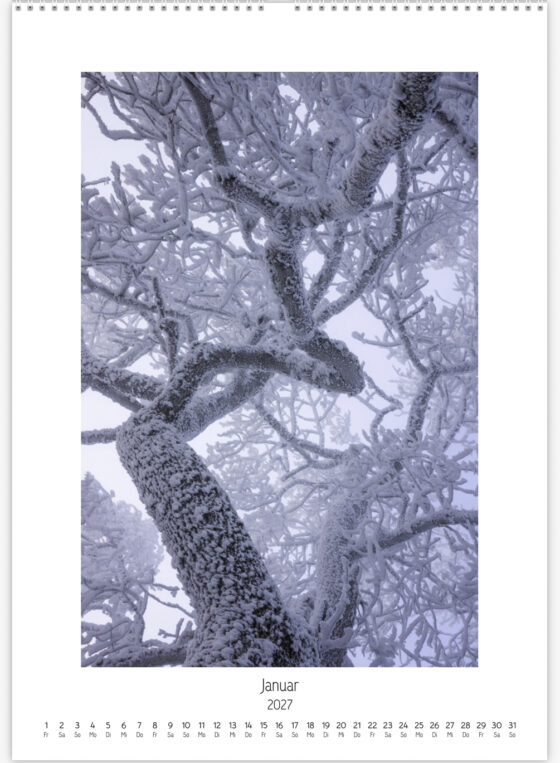 Alte Eiche mit geschwungenen, von Raureif überzogenen Ästen im winterlichen Zürcher Oberland.