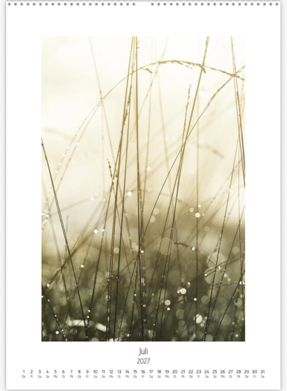 Gräser und Binsen mit zahlreichen Wassertropfen, die im warmen Morgenlicht leuchten und sich im Hintergrund in weiches Bokeh auflösen.