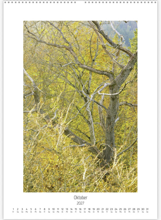 Detail eines dunklen, verzweigten Baumes vor leuchtend gelbem Herbstlaub, mit einer an Adern erinnernden Struktur.