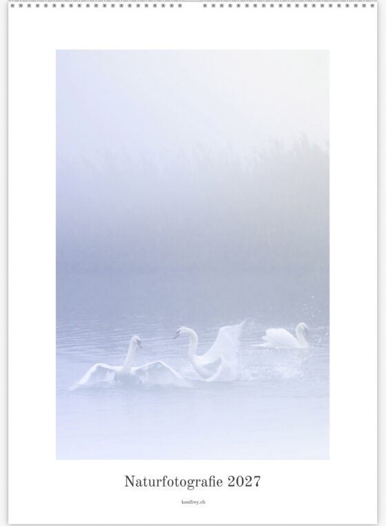 Kalendercover 2027 mit mehreren Schwänen auf einem See im dichten Morgennebel.