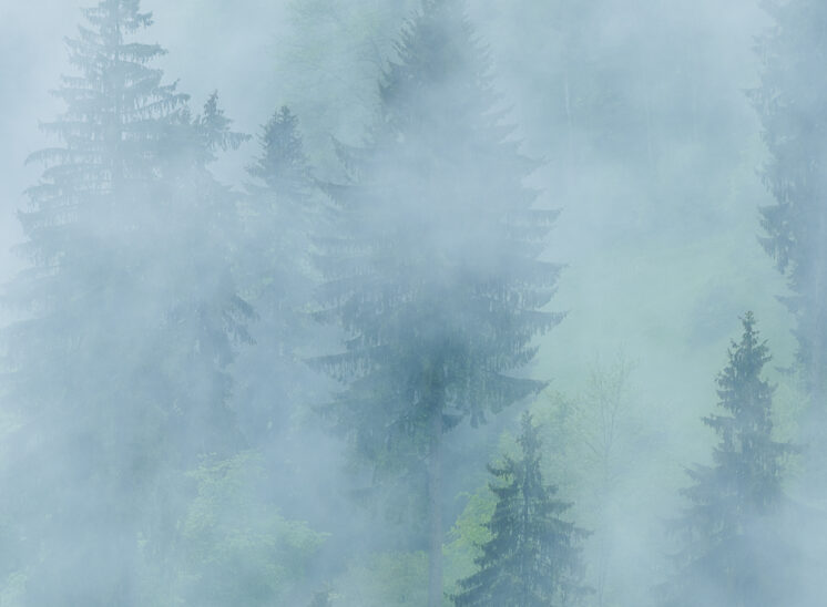 Nebelverhangener Mischwald mit hohen Fichten und zarten Laubbäumen, die in verschiedenen Blautönen aus den Nebelschichten hervortreten. Titelbild des Naturfotografie-Workshops Naturfacetten. Nebelstimmung über der Landschaft im Zürcher Oberland